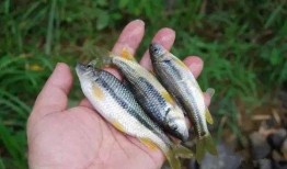 沙沟鱼价最新爆料,市场动态揭秘，价格走势分析